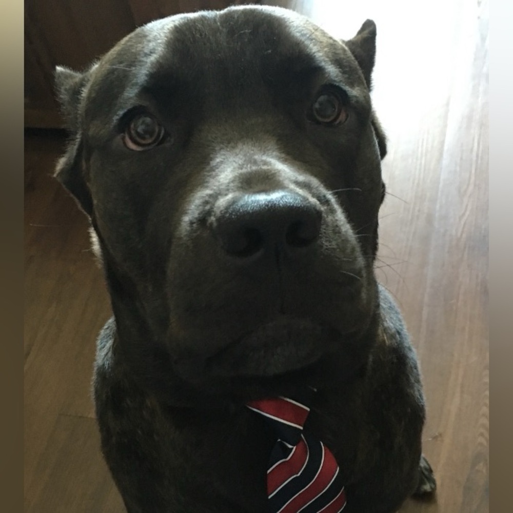 “....meet your fellow Posher, Gooch!”